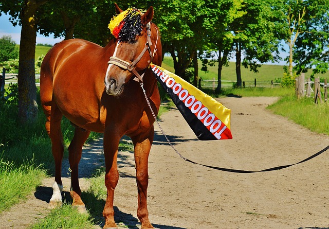 作为本地观 作为本地观