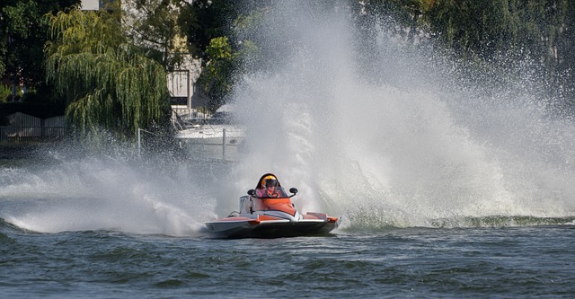 森林狼的主 森林狼的主