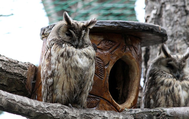 的初期